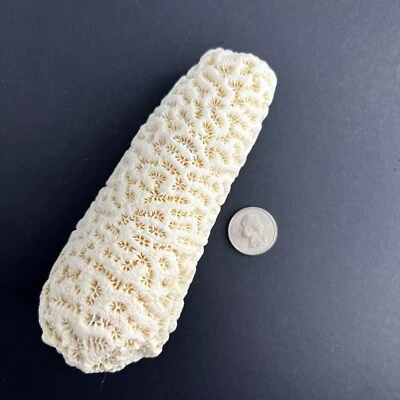$124.95 • Buy Natural White Brain Coral (Rare Tube Shaped) ~6   500g - Stunning Example.