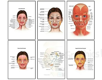 FACE ANATOMY MUSCLE VEINS Detailed Aesthetician SCIENCE Poster Print A4 A3 A2 A1 • £4.99