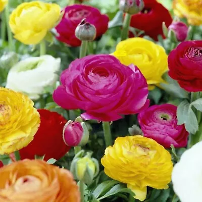 Ranunculus Mixed Colour Garden Bulbs Spring Summer Corms Flower Perennials⭐⭐️⭐️⭐ • £3.99