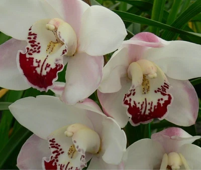 $19.95 • Buy Cymbidium Orchid Great Size Seedling Zen Era Elizabeth 