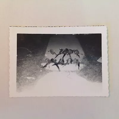 Vtg 1950's Hunting Camp B&W Photo Pheasants Rabbit Cabin Lodge Step Walk Hunt • $7.99