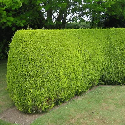 5 X Leylandii Gold Evergreen Conifer Hedging Castlewellan Plant In Pot (1-2ft) • £16.99