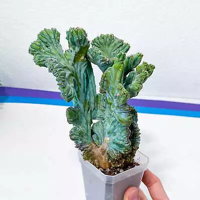 Myrtillocactus Geometrizans Crested Var. Fred | Crested Blue Myrtle Cactus | Ver • $58