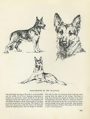 German Shepherd Vintage 1963 Print Sketch Page Artist Bridget Olerenshaw • $6.21