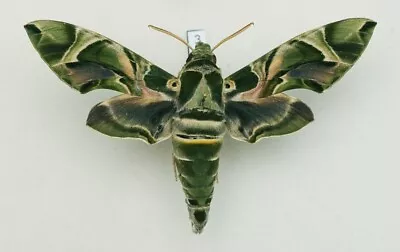 Sphingidae - Daphnis Nerii - Oleander Hawk-moth - #3 - Male • $15.15