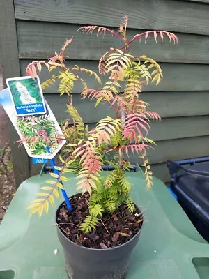 SORBARIA SEM Unusual Clumping Colourful Shrub 19cm Pot UK Nursery 30-35cm Tall • £19.99