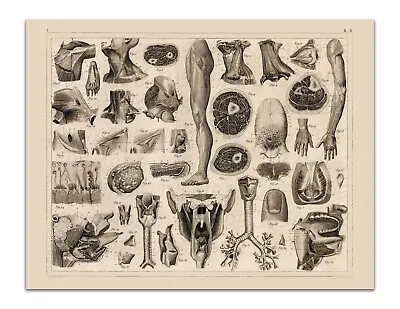 Anatomy SKELETON MUSCLES TENDONS MOUTH THROAT Vintage 22x17  Art Print • $20.99