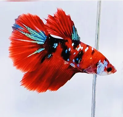 STUNNING HALFMOON  FEMALE BETTA SPLEND BEAUTIFUL FISH Randomly Selected • £6.99