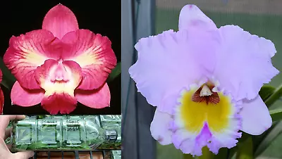 $140 • Buy RON Cattleya Rlc. Mem. Gordon Vallance X C. Angel Flare FLASK APPROX 40 PLANTS