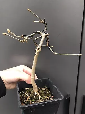 Shohin Oak Bonsai Tree • £30