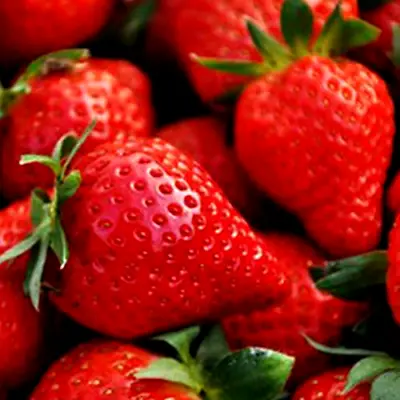 Strawberry 'Elsanta' Bare Root High Yield Mid Season Fruit Bush Garden Plants • £7.90