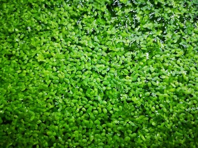 £3.49 • Buy 20g Duckweed (1000+ Weeds) Live Aquarium Aquatic Plants Floating Fish Tank Pond