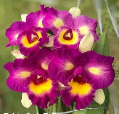 Orchid Cattleya Thaksina Candy 'No3' Mericlone • $15.50
