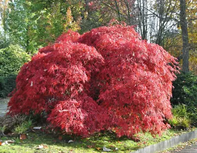 Acer Tree Garnet Red Umbrella Japanese Maple 3L Pot 60cm Plants To Your Door • £28.99