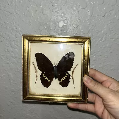 Vintage Mounted Butterfly Framed Over Glass Taxidermy / Real Butterfly’s • $42