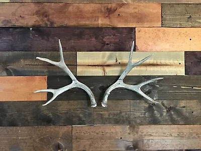 Amazeen Outdoors Shed Antler Mount Hanger Whitetail Mule Deer Sheds Bone Skull • $11