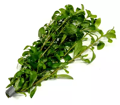 £4.75 • Buy Hygrophila Polysperma Bunch Live Aquarium Aquatic Tropical Plants