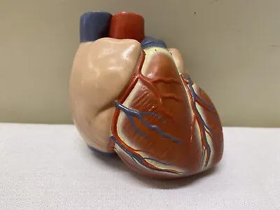 Anatomical Medical Teaching Two Piece Heart Demo Model Educational Life Size 3D • $90