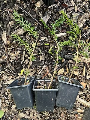 TAXUS BACCATA Common English Yew Tree EVERGREEN HEDGE • £8.99