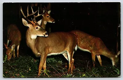 Vintage Postcard Deer Herd • $4.75