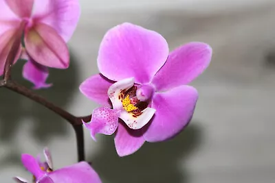 Phalaenopsis Schilleriana Small Orchid Mounted • $41.65