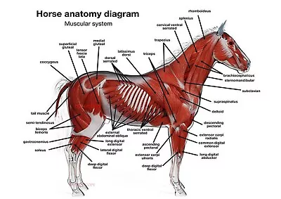 Horse Muscle Anatomy Diagram Poster A4 GLOSSY + FREE POSTAGE • £4.05