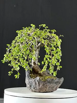 Weeping Chinese Elm Bonsai • $635