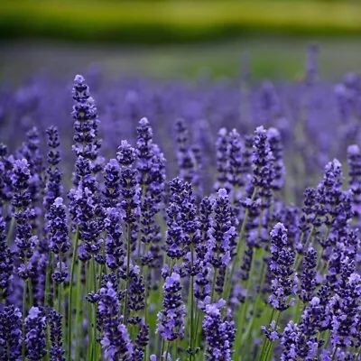 Lavender Munstead - 1 X 4cm Plug Plant • £3.99