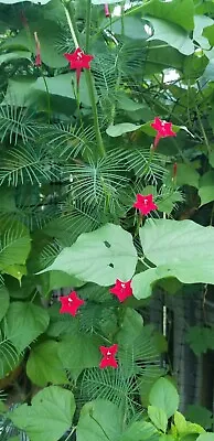 Cypress Vine Ipomoea Quamoclit Red Flowers 30 Seeds • $2.99