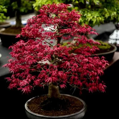 Acer Palmatum Atropurpureum (Purple Japanese Maple) 10 Tree Seeds-RARE Bonsai UK • £3.99