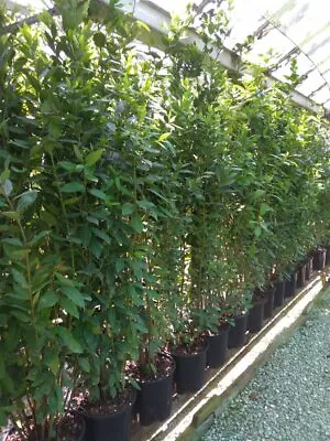 £948 • Buy Hedging Bay Plants 4ft & 7ft Tall Plants In 10 & 15 Litre Growers Pots.
