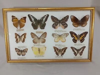 Vintage Butterfly Specimen Taxidermy • $50