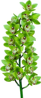 $30 • Buy Cymbidium Orchid - Greenshot' - 120mm Pot Size