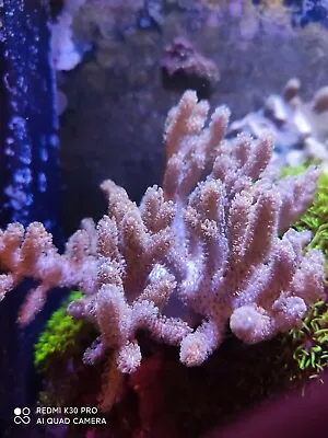 Finger Leather Coral Sinularia  Frag Soft Corals Marine Frags Aquarium Live  • £17.99