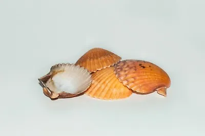 Orange Pecten Sea Shell Beach Craft Scallop 2  - 3  (4 PCS ) #JC-31 • $4.50