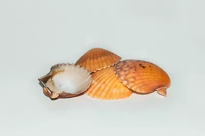 $4.50 • Buy Orange Pecten Sea Shell Beach Craft Scallop 2  - 3  (4 PCS ) #JC-31
