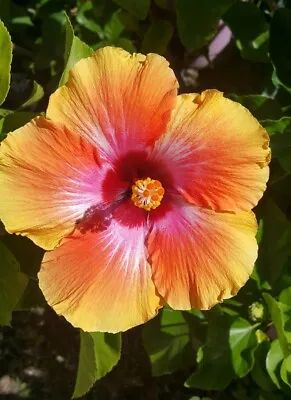 Exotic Hawaiian Sunset~fiesta Hibiscus Starter Live Plant 3 To 5 Inches Tall  • $6