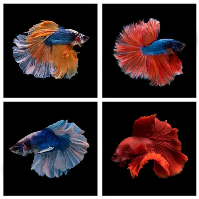 Halfmoon Betta Male | Randomly Selected | Betta Splendens | Siamese Fighter • £11