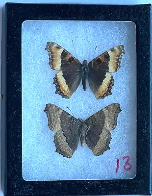 YOU SELECT BEST Butterfly In 2.5 X3  RIKER MOUNT Using NUMBER ON IMAGE To ORDER! • $15