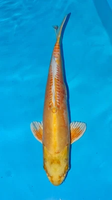 £249 • Buy Ghost Koi - Koi Carp For Sale - 36cm #99