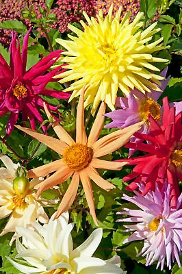 Dahlia Seeds - Mixed Cactus Hybrids - Approx 50 🇬🇧 UK Grown • £2.98