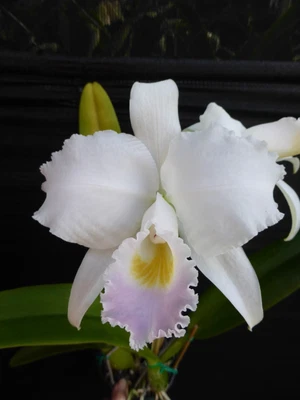 $86.01 • Buy RON Cattleya Orchid Special Quality Div C. Trianae Var. Amesiana (B197)