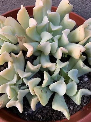 Succulent CUTTING - Echeveria Topsy Turvy • $3