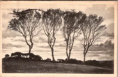 Vtg. Postcard: MA Nantucket Trees Harp O' The Four Winds Marshall Gardiner -A29 • $9.95