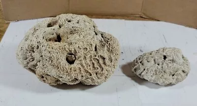 Large And Small Brain Coral Natural Specimen Lot Of 2 • $2.49