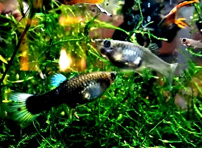 PREGNANT LIVE Female Guppy - Home Raised - BULLETPROOF Genetic - WEATHER WARNING • $9.99