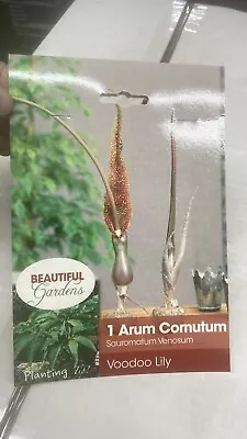 Sauromatum Venosum Bulbs -1 Bulb  Voodoo Lily • $7.95