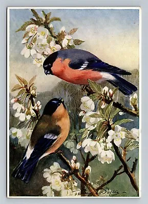 Medici Society Bird Series Bullfinch Postcard • $5.64