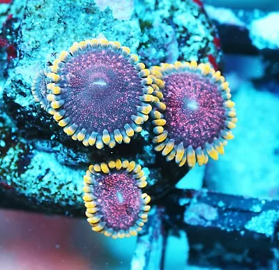 Montezuma Revenge Paly Zoanthids Paly Zoa SPS LPS Corals WYSIWYG • $4.99