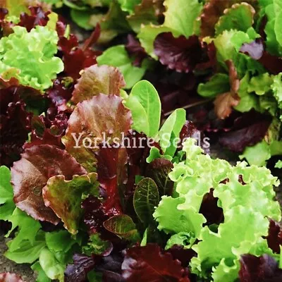 Lettuce Seed Babyleaf Mixed Leaves 950 Seeds - Easy Cut And Grow Again Salad • £2.29